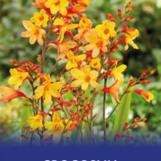 8718641970454 1 Crocosmia Harlequin.jpg
